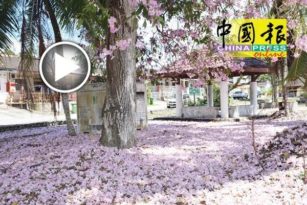 風鈴木盛開  好美    市民湧往吉打里花園拍照