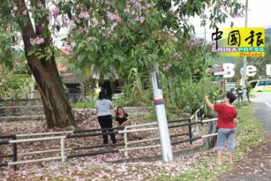 风铃木盛开 好浪漫   市民慕名前来拍照 （有视频）