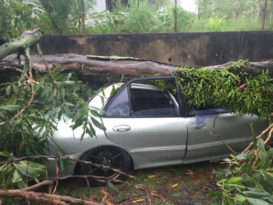 文德甲暴風雨 樹倒壓毀食攤轎車