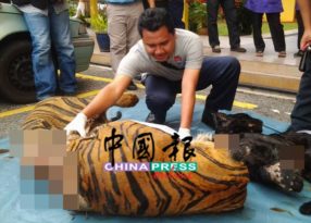 果园外劳涉嫌盗猎濒临绝种马来亚虎