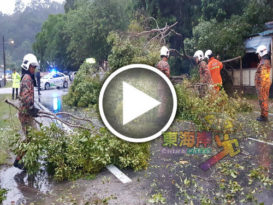 关丹士基劳一路 老树大雨中倒中  幸无压中车辆路人（有视频）