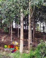 【今日东海岸头条】胶工小园主 盼到及时雨    稳定胶价方为上策