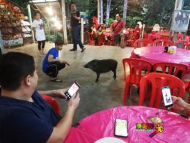 猪只穿梭餐馆顾客近距接触桃源谷饭店摸猪发财（有視頻）