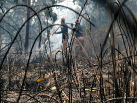 格宾工业区失火森林区火苗 未全面扑灭 60公顷林地被烧毁