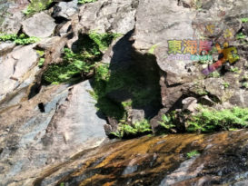 林明彩虹瀑布诚心静坐 功德回响山林万物 女子周遭显灵异现象