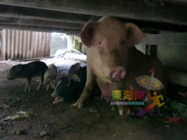 成本高利润低又劳累 猪农苦水往心里吞 【有视频】