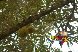 【今日东海岸头条】猫山王“加持” 需政府推动西彭力攻“榴梿旅游”