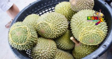 西彭榴梿及旅游嘉年华  MyGAP说明会与园主交流
