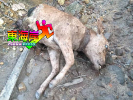 老虎油棕猎杀牛只  畜牧业者痛失数十万