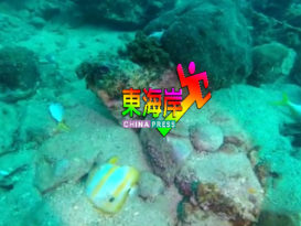 疑鱼雷破坏海洋生态  停泊岛海域惊现大量鱼尸（有视频）