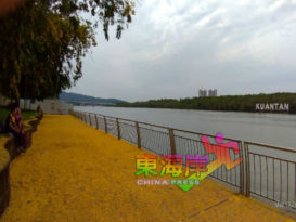 遍地小黄花  点缀关丹河畔公园