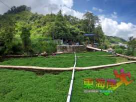 西洋菜好矫情！ 须具备冷凉气候流动山水