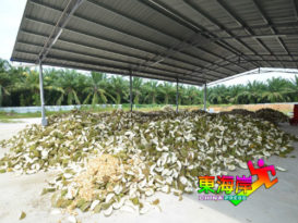 可制肥料可煲汤  榴梿壳循环再用