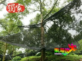 搭上开往中国出口列车  而连突猫山王  分一杯羹