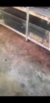 倾盆豪雨引发积水高涨  吓坏商家