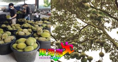 【今日东海岸头条】捉紧出口冷冻带壳榴梿商机  果农快申请MyGap认证
