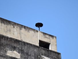 【今日东海岸头条】引燕声扰民•市会下禁令 燕屋 噤声