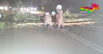 大树倒下横跨道路　交通中断