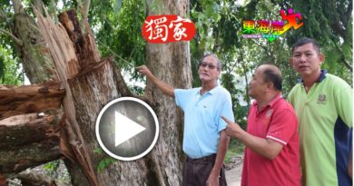 大树被锯 偷银蜂巢   不堪暴风雨被吹倒