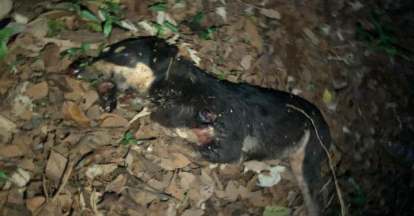其中一只流浪狗在林区山沟，被开枪射死，死状恐布。