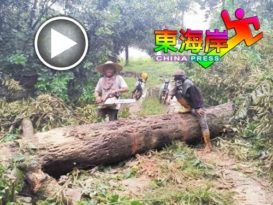 树龄40年老树榴梿树　被暴风雨吹倒