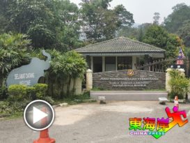 【今日东海岸头条】树林包围 ．水份充足 来大象保育中心 避烟霾 （有视频）