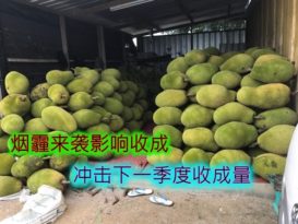 【今日东海岸头条】烟霾来袭影响收成  冲击下一季度收成量