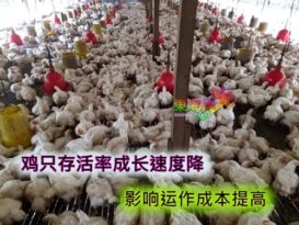 【今日东海岸头条】改善饲料放抗生素    鸡农护鸡大作战
