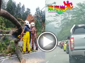 　 不堪暴风雨吹袭  树倒拦路  塞车10公里（更新报导 ）