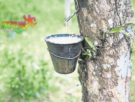 【今日东海岸头条】胶价走低雨季减产    救救橡胶业
