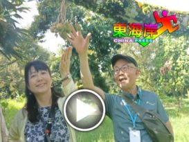 宣传文冬旅游2大要素  猫山王 生态游  吸引日本游客