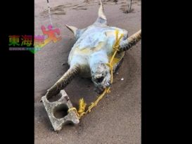 系上石块弃海边 海龟遭勒颈虐死