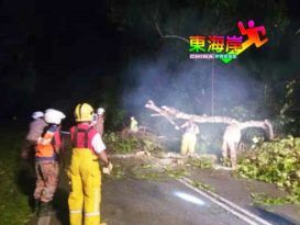 豪雨引发树倒 文冬劳勿旧路交通中断