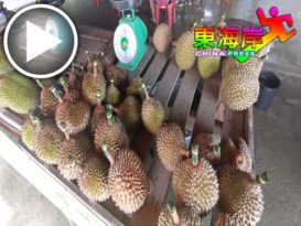 【今日东海岸头条】赶在学校假期上架 甘榜榴梿抢滩大卖 （有视频）