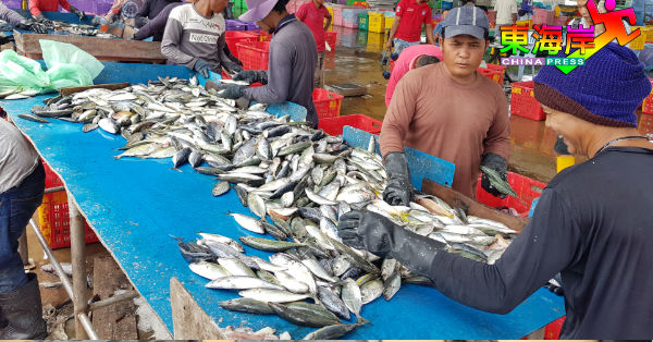 封港天来临影响鱼获收成，仅剩小鱼种应市。
