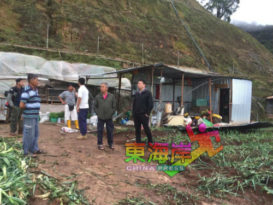 张玉刚：让农民收割清空 冀暂缓摧毁菜园行动
