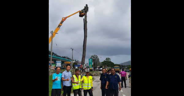 关丹士基劳58路的大树，于今早10时，在彭州公共工程局，公正党士满慕社区中心及ROADCARE协助下进行砍树工程