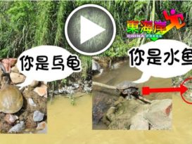 水鱼乌龟河边晒太阳 市民打趣如今政局啊 　