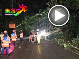 文冬吉隆坡旧路  大树倒 断交通