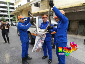 三尺蟒蛇藏沟渠 民防局为民捉蛇（看视频）