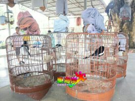 喜鹊争鸣 鸟界交响乐  文冬暹猛雀场公会闹哄哄