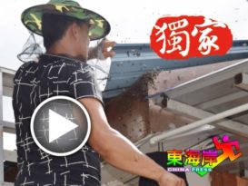 要捉蜂  养蜂达人免费服务