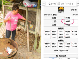 9只过年鸡被偷完 下注9047开二奖