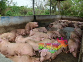 猪肉即日起 每公斤涨1令吉