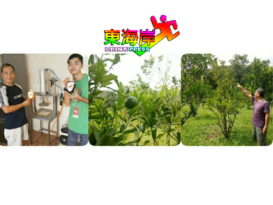 加叻喜乐涯障友 种桔加工卖  自给自足 身残心不残
