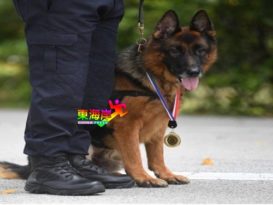 追匪4公里立功    英勇警犬“老吴”  受封!