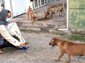 爱心跨越歧视     巫裔妇女管制期间喂食流浪猫狗。