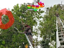 消拯员爬50尺高树  勇救家猫