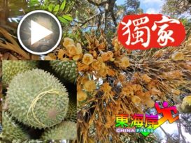 花开结满树  6月中迎猫山王