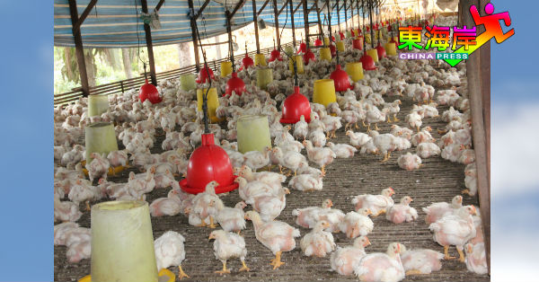 养鸡业在新冠肺炎疫情爆发期间，遭受冲击，农民被迫减产自救。